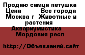 Продаю самца петушка › Цена ­ 700 - Все города, Москва г. Животные и растения » Аквариумистика   . Мордовия респ.